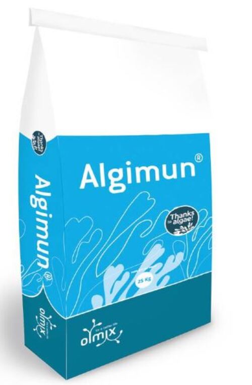 金好加 <br> Algimun